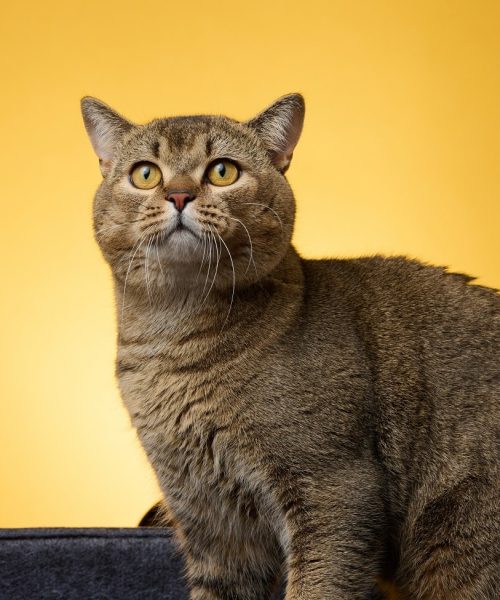 portrait-of-an-adult-gray-scottish-straight-cat-on-2022-05-18-19-18-48-utc-min.jpg